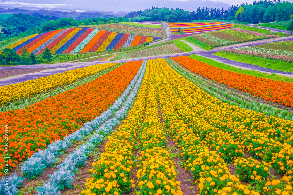 四季彩の丘の展望花畑 北海道美瑛町 Stock Photo Adobe Stock