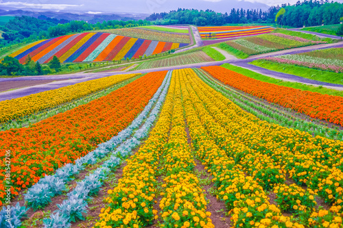 四季彩の丘の展望花畑 北海道美瑛町 Stock Photo Adobe Stock