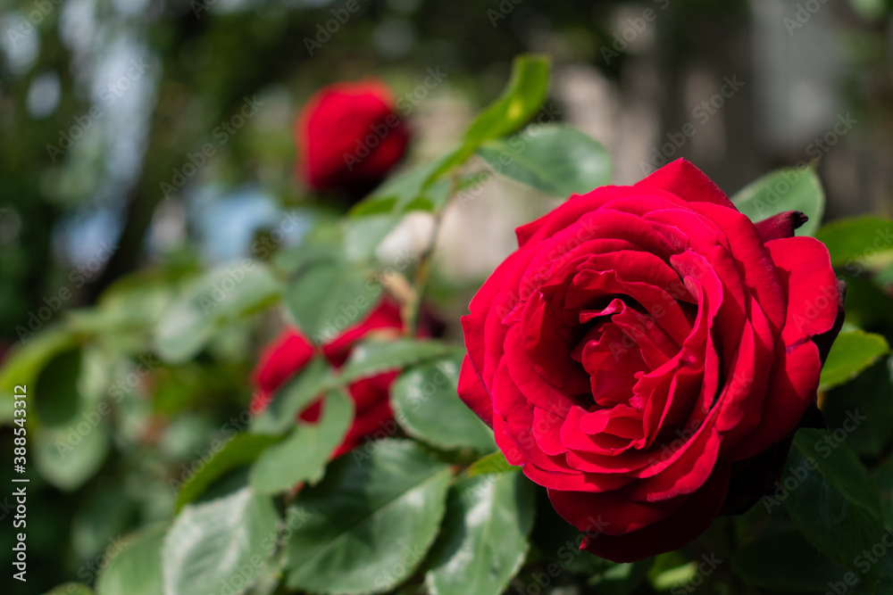 tres rosas floreciendo en la naturaleza tres rosas floreciendo en la naturaleza