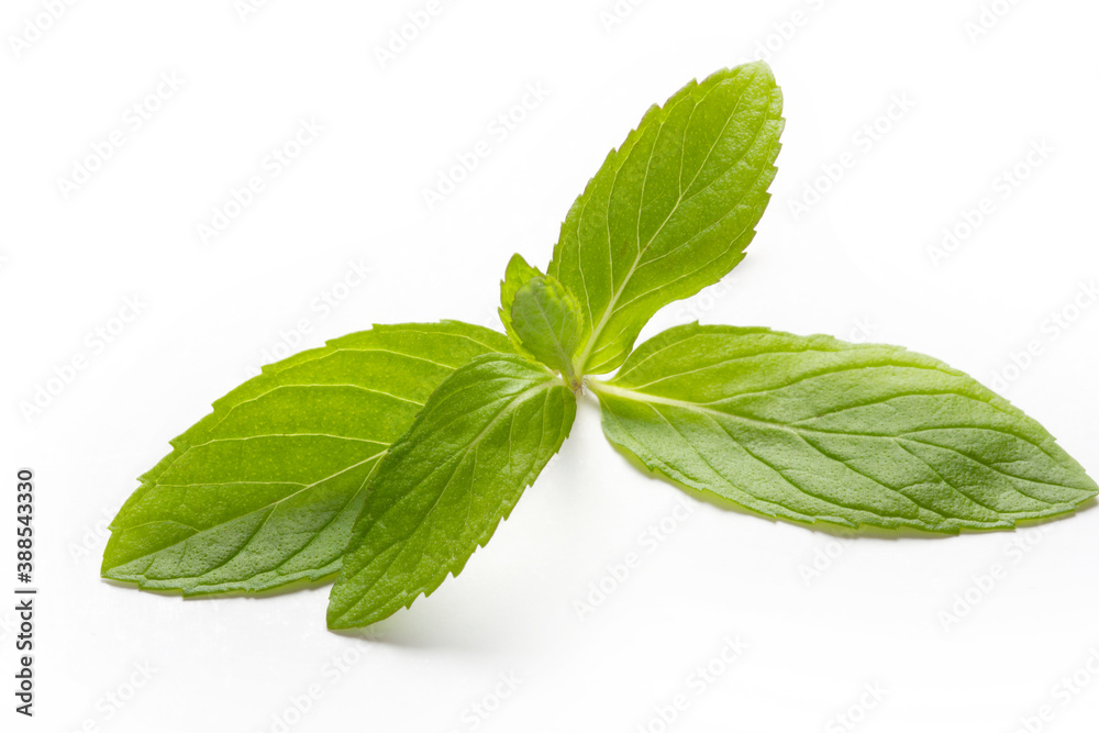 Fresh mint in closeup on a white background Fresh mint in closeup on a white background