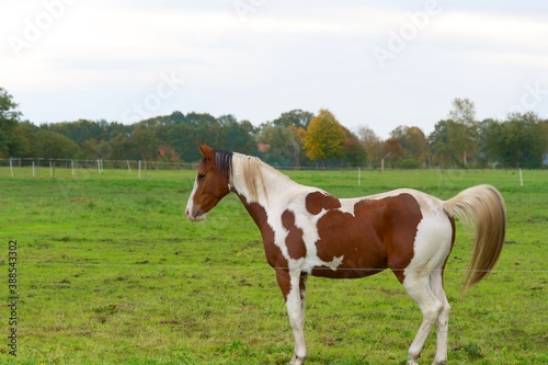 horse in the field