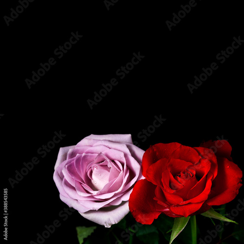 Rose flowers with drops of water isolated on a black background. Greeting card. Copu space.