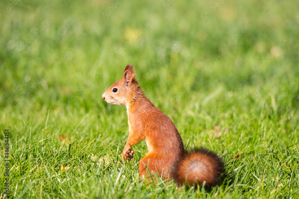 A red fluffy squirrel stands on its hind legs. A red fluffy squirrel stands on its hind legs.