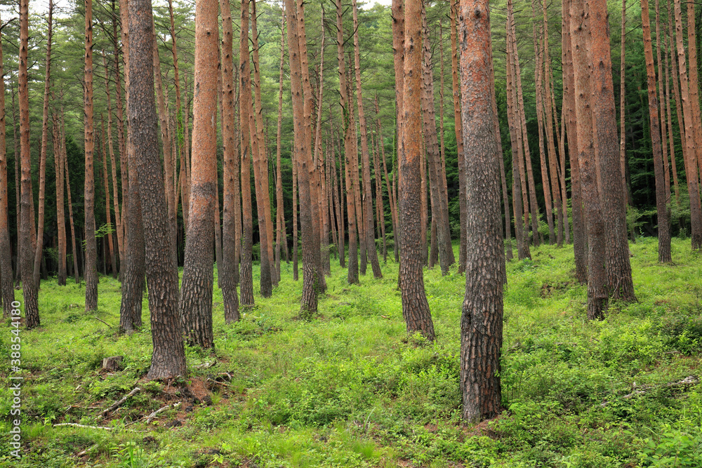 Fototapeta premium 赤松林