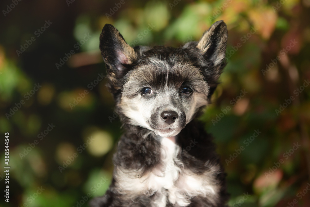 Portrait of cute black powderpuff chinese crested dog in autumn forest. Image of lovely fluffy puppy
