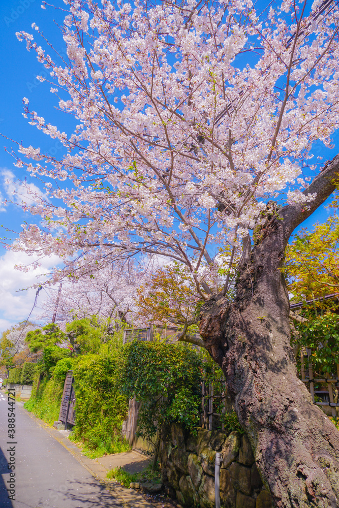 Fototapeta premium 北鎌倉の満開の桜