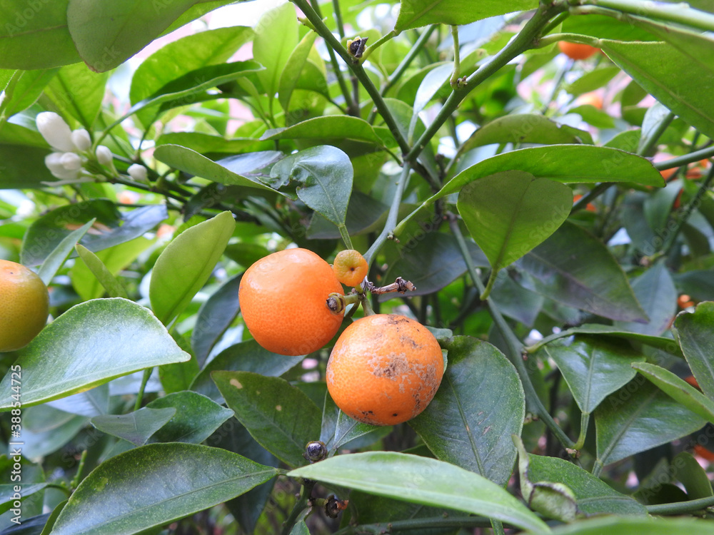 cumquat on the tree