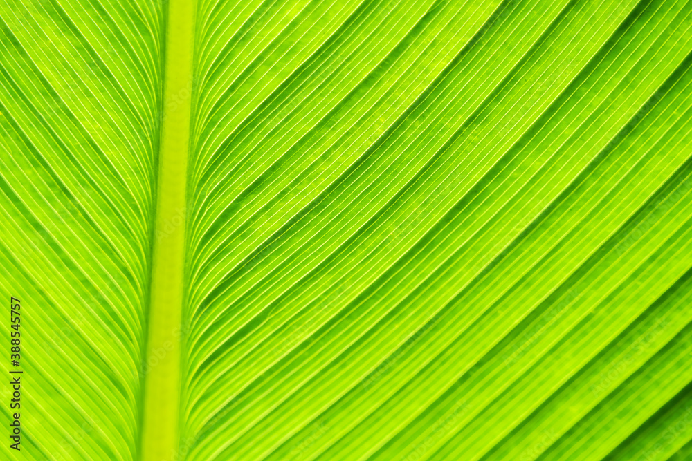 background image of green leaves that see the streaks of light when sunlight shines. background image of green leaves that see the streaks of light when sunlight shines.