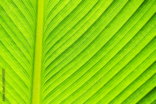 background image of green leaves that see the streaks of light when sunlight shines.