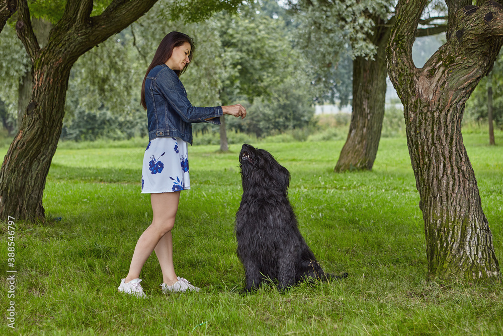 Girl trains briard on open air in park. Girl trains briard on open air in park.
