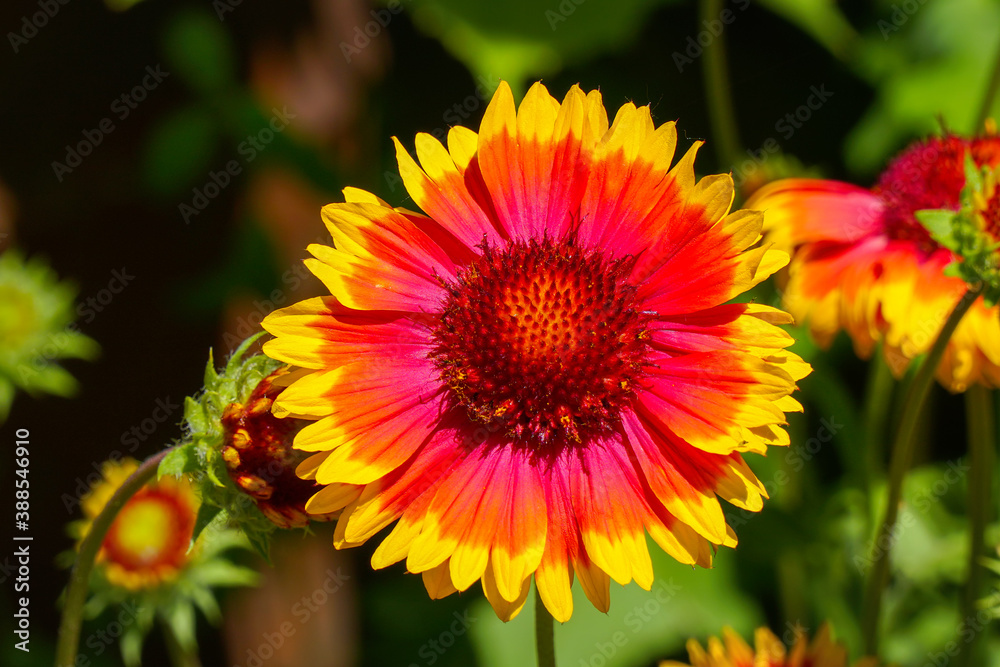Red and yellow gaillardia flowers in the garden on the bed slightly swaying in the wind. Gaillardia pulchella. Selective focus Red and yellow gaillardia flowers in the garden on the bed slightly swaying in the wind. Gaillardia pulchella. Selective focus