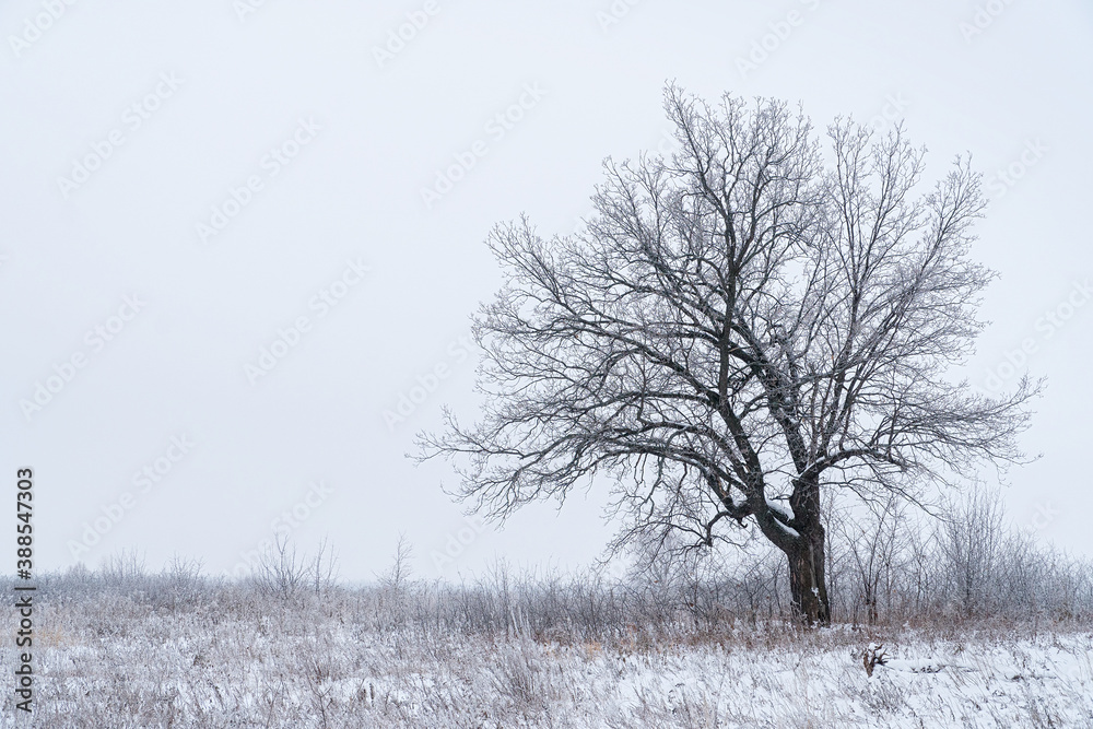 custom made wallpaper toronto digitalA lonely black tree in a winter field covered with snow