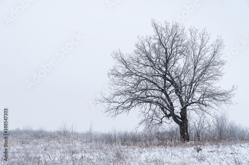 Wallpaper Mural A lonely black tree in a winter field covered with snow Torontodigital.ca