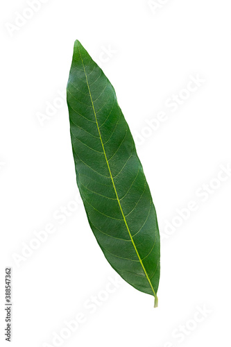 Single Longan leaf isolated on white background.