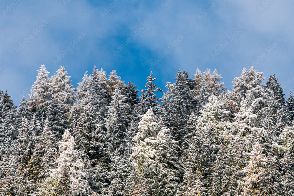 frozen trees in Vallée du Trient, Valais frozen trees in Vallée du Trient, Valais