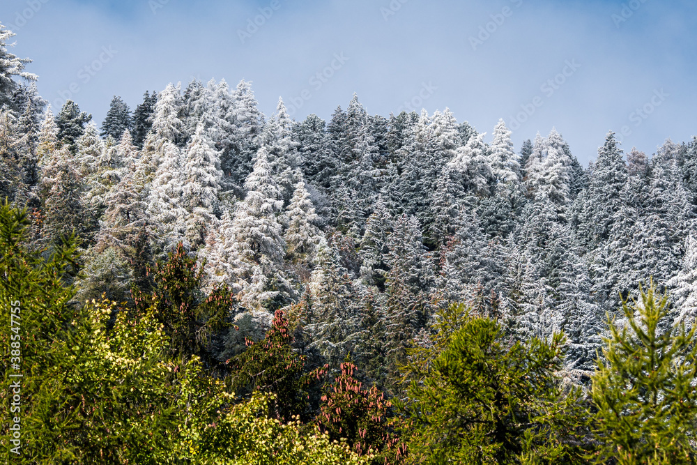 Fototapeta premium frozen trees in Vallée du Trient, Valais