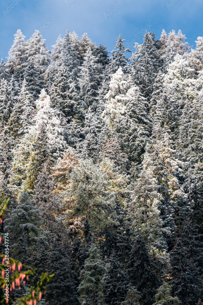 frozen trees in Vallée du Trient, Valais frozen trees in Vallée du Trient, Valais