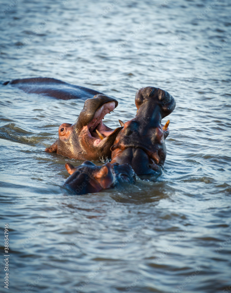 Fototapeta premium young baby hippos, playing in a river bed surrounded by their watching adults 