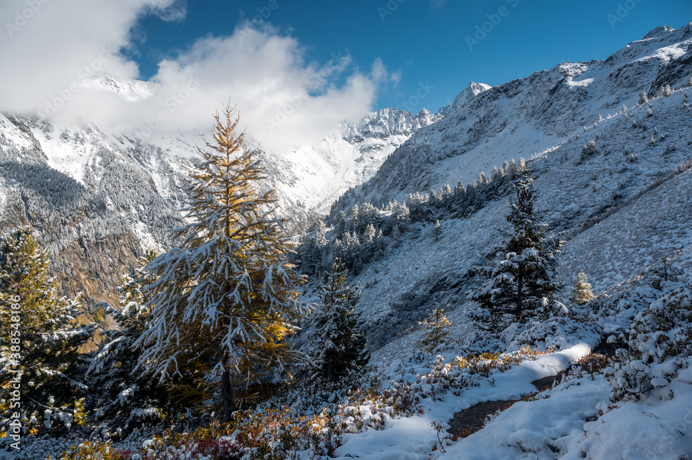 winter forest in Vallée du Trient, Valais