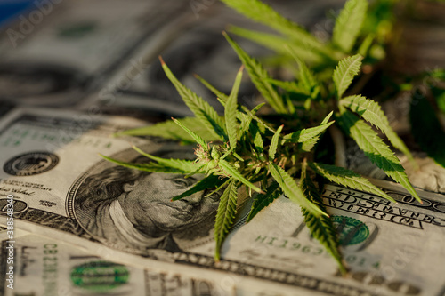 Cannabis leaf and dollar bills close-up, macro, marijuana sales, revenues and profits from growing medical cannabis. Marijuana business concept
