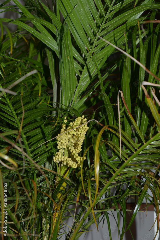 Fototapeta premium trachycarpus fortunei or chusan palm with abstract yellow flowers and green fan leaves