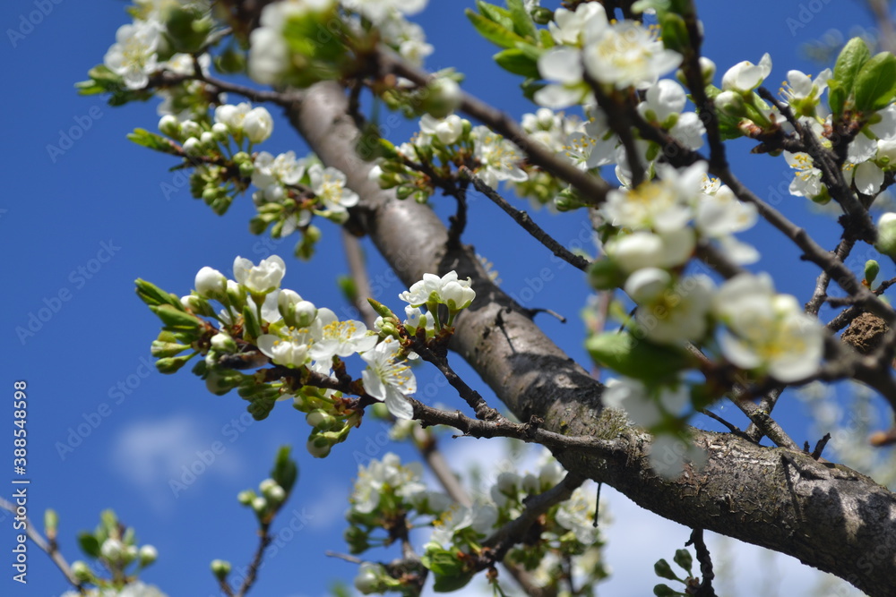 plum tree blossoms in spring plum tree blossoms in spring