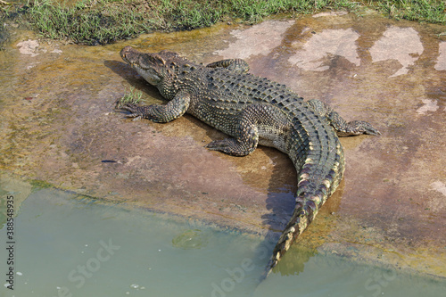 The thai crocodile rest on the garden