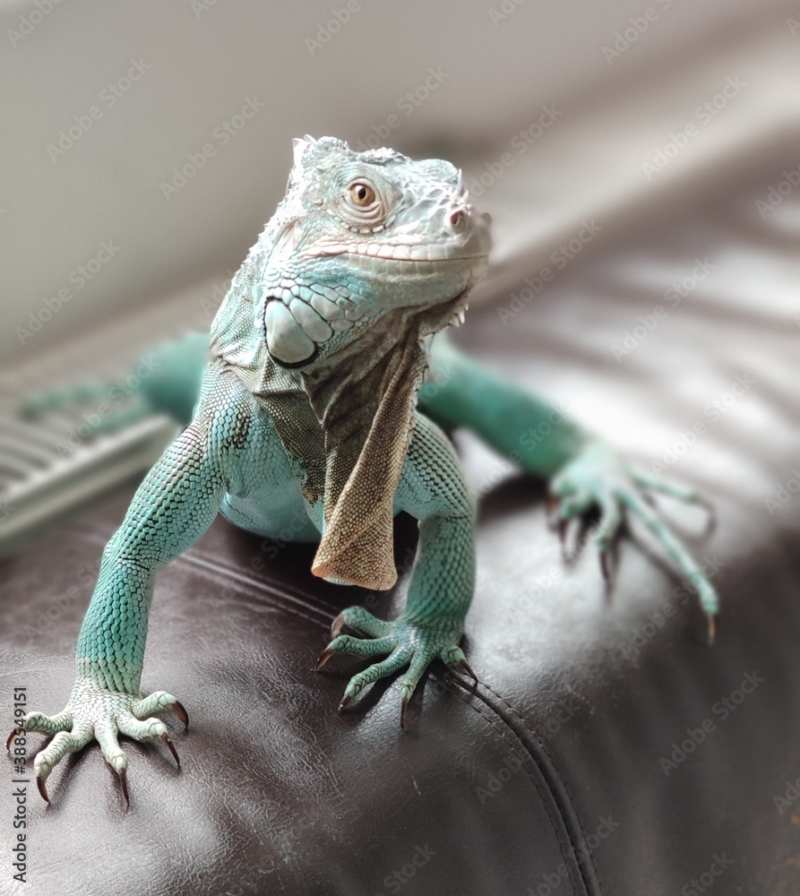 Naklejka premium iguana on a tree