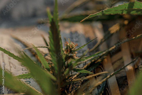 Marijuana business concept. Marijuana drug sales, revenue and profits in the growing medical cannabis. Cannabis leaf and Dollar banknotes