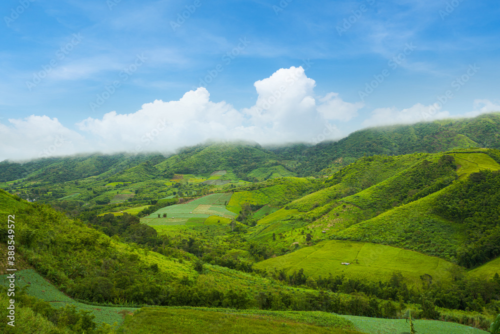 Green rice field in a valley under blue sky, Umphang, Tak, Thailand