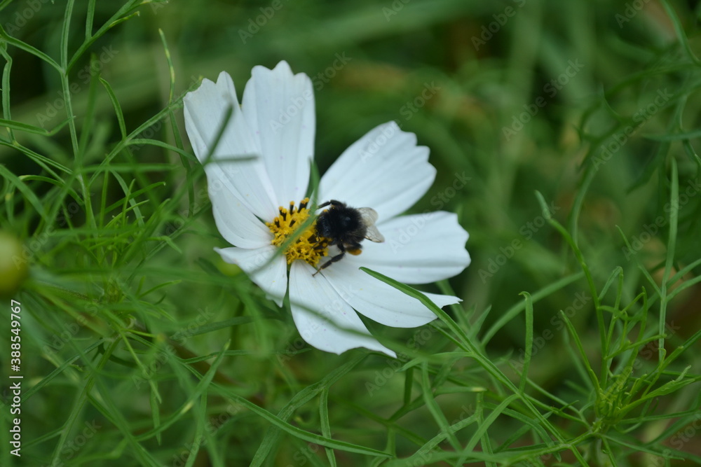 Obraz premium flower with bee