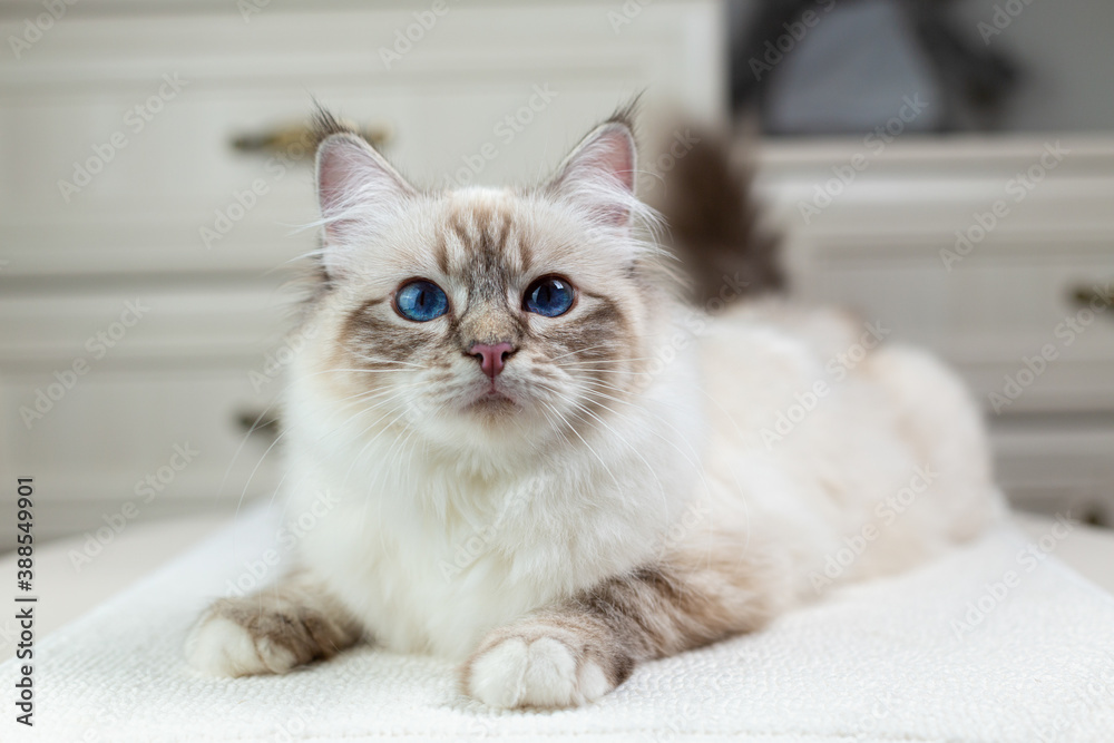 Sacred Birman cat on a light background, birma