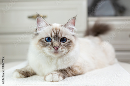 Wallpaper Mural Sacred Birman cat on a light background, birma Torontodigital.ca