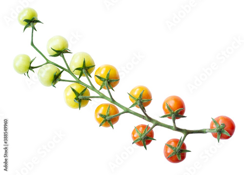 Branch of ripe and ripening cherry tomato isolated on white