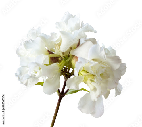 Lush white flower isolated on white. Delicate inflorescence of summer plants