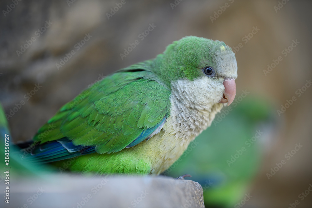 Monk parakeet perched on stone
