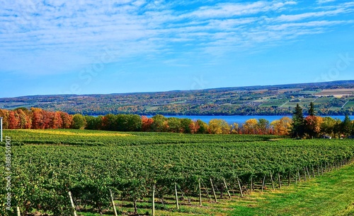 Landscape with vineyard, mountains and Seneca Lake, in the heart of Finger Lakes Wine Country, New York 
