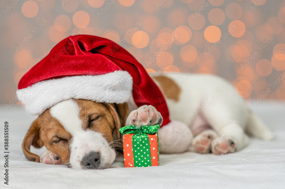 Jack russell terrier wearing  santa's hat sleeps holds gift box on festive background. Empty space for text