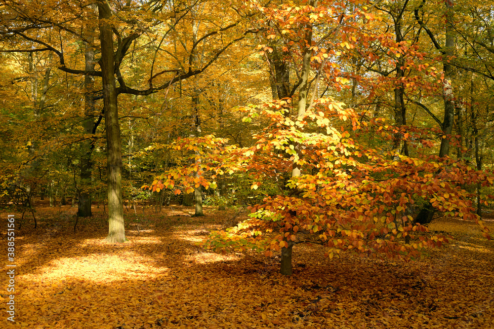 Naklejka premium goldener oktober