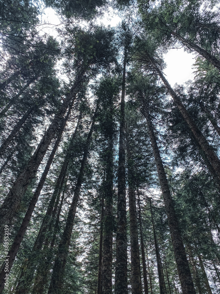 Fototapeta premium trees in the forest