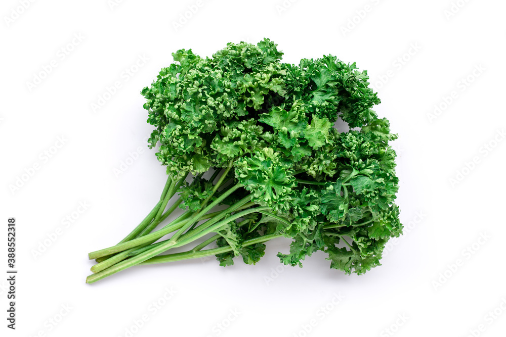 bunch of fresh green parsley on white. bunch of fresh green parsley on white.