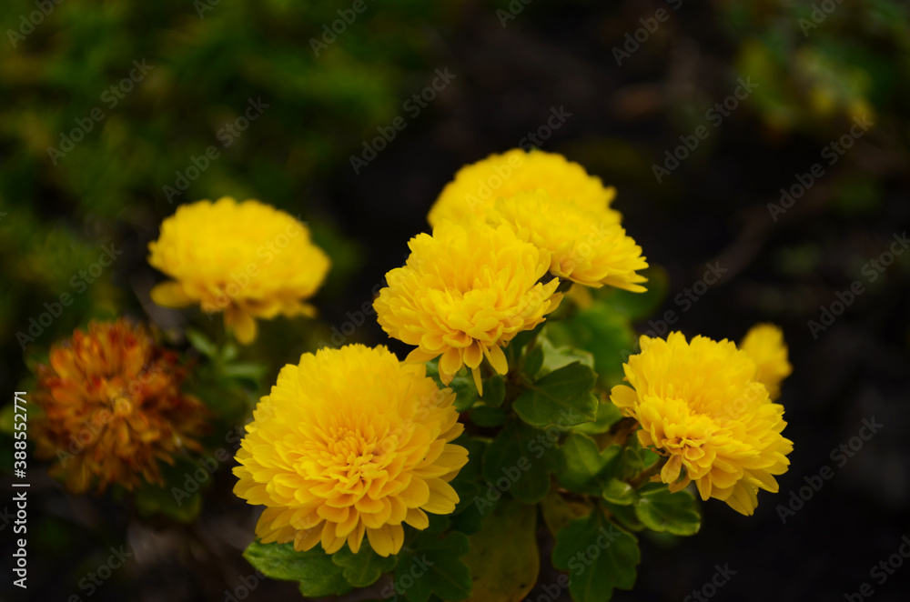 Yellow chrysanthemums daisy flower background pattern bloom. Yellow chrysanthemums daisy flower background pattern bloom.