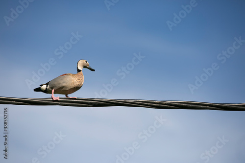 patos posando en cables de luz en cielo azul photo