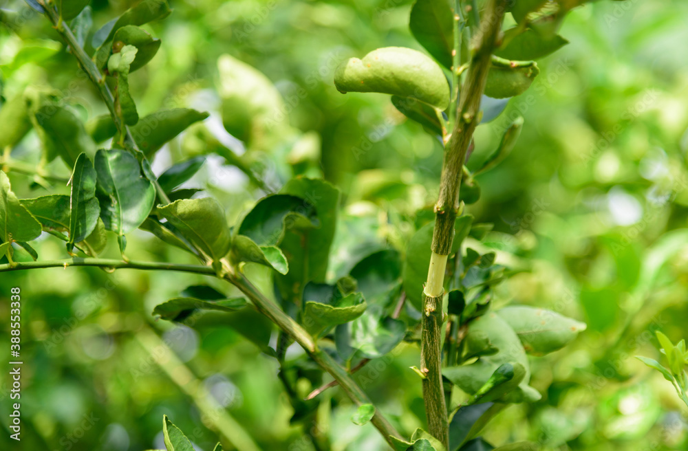 Prepair for graft on the lemon tree for breed Prepair for graft on the lemon tree for breed