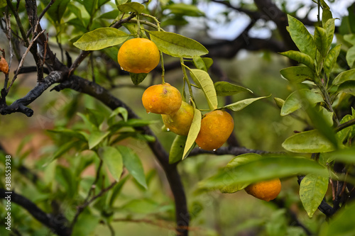 Mandarins on tree after rain. Tangerine is very popular fruits of south Turkey.