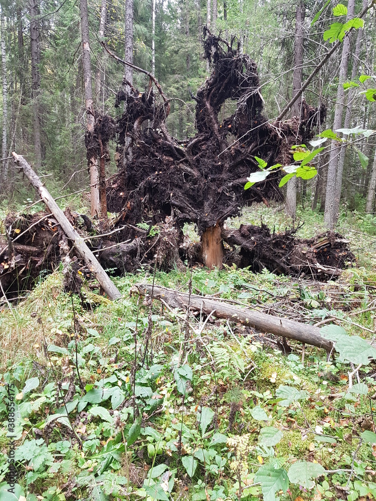 Fototapeta premium stump in the forest
