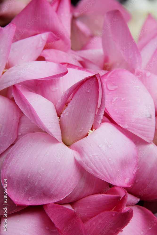 Close up picture of flowers for sale outside a buddhist pagoda in Myanmar Close up picture of flowers for sale outside a buddhist pagoda in Myanmar