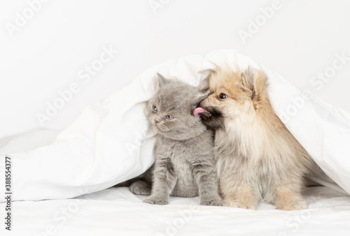 Playful Pomeranian spitz puppy licks baby kitten under a warm blanket on a bed at home. Empty space for text