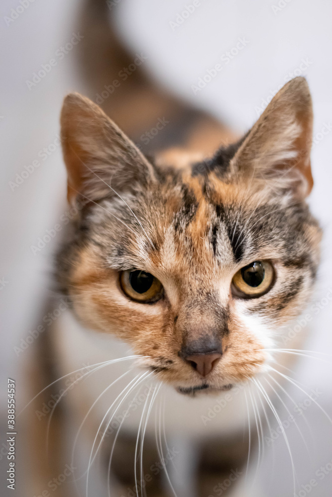 Close-up of a calico rescue cat in a no-kill animal shelter waiting to be adopted