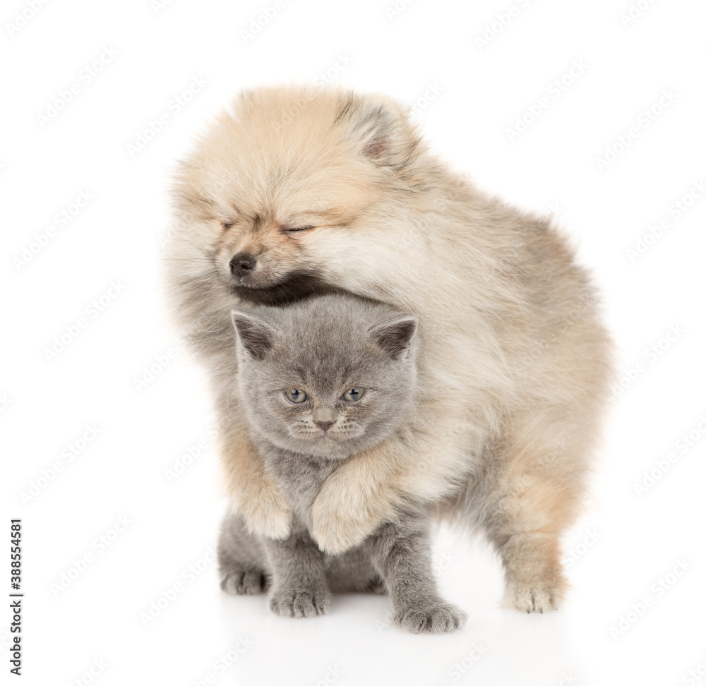Happy Pomeranian spitz puppy hugs gray baby kitten. isolated on white background